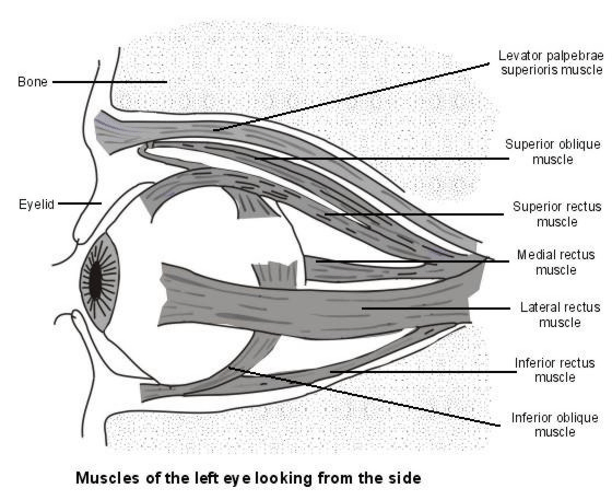 anatomy of the eye