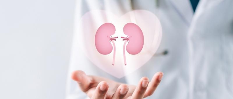 Medical professional's hand holding a holographic projection of pink kidneys inside a heart shape.