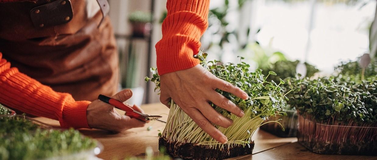 The latest superfood - what's the fuss around microgreens?