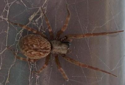BLACK HOUSE WINDOW SPIDER
