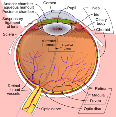 Human eye diagram