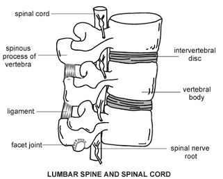 Lumbar spinal cord