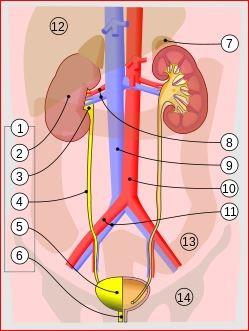 Renal tract