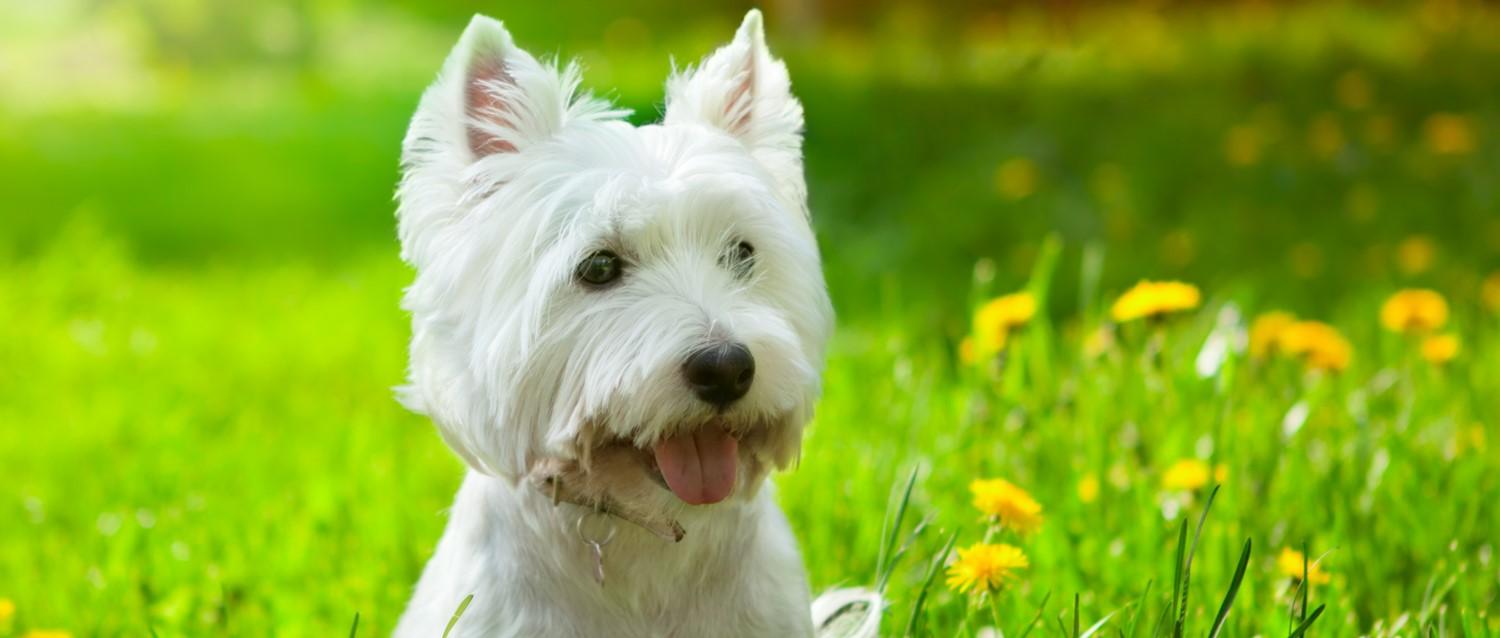 Why walking your dog can boost your mental health